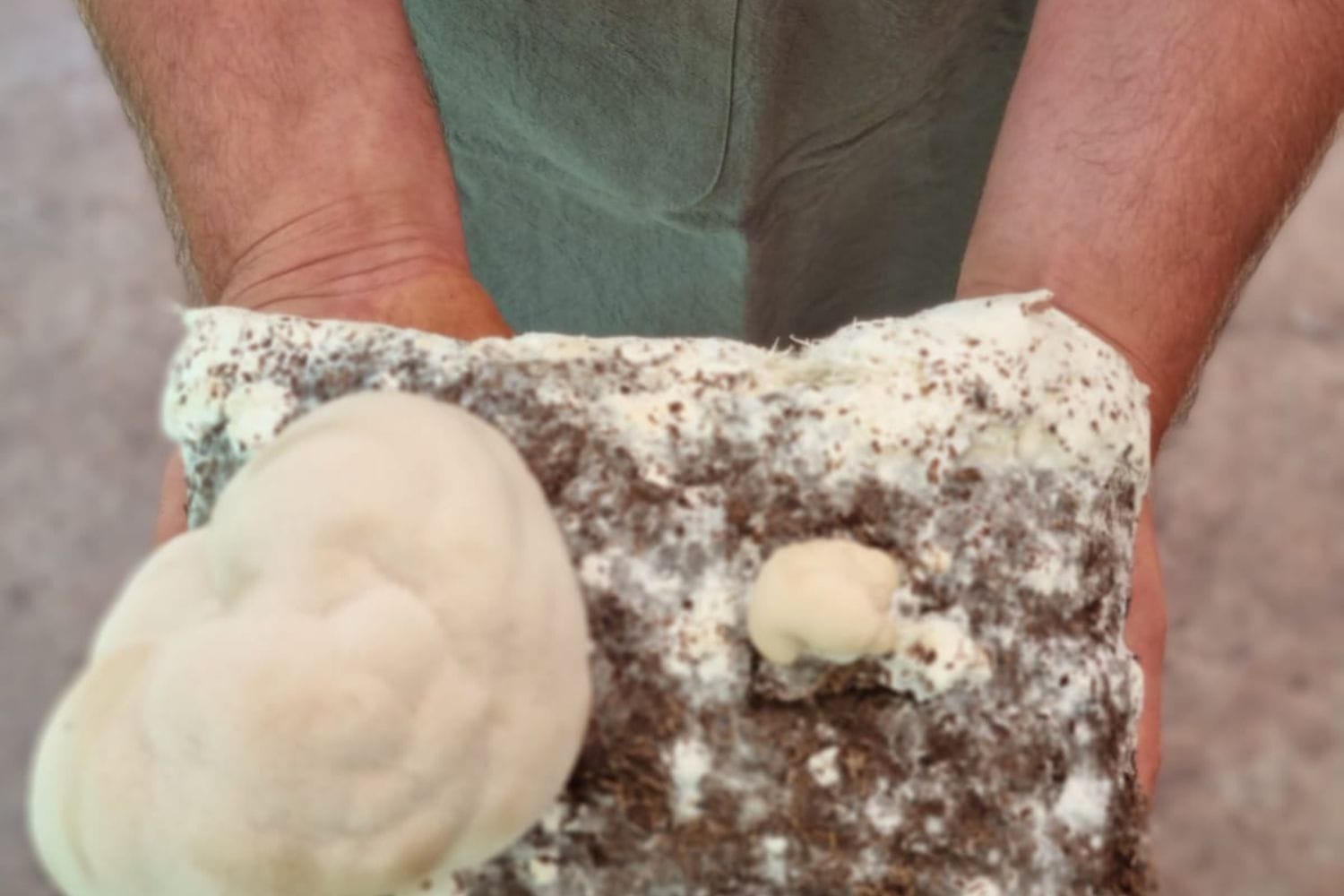 What is Mushroom Mycelium? Benefits & Uses