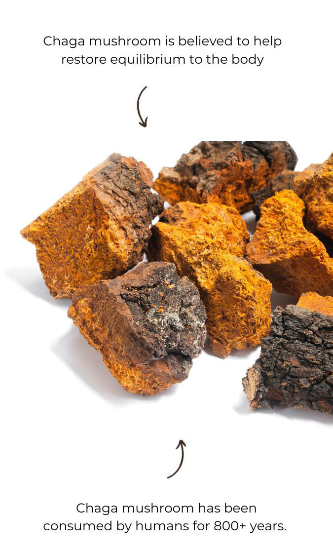 Wild Chaga Mushroom (Canada)